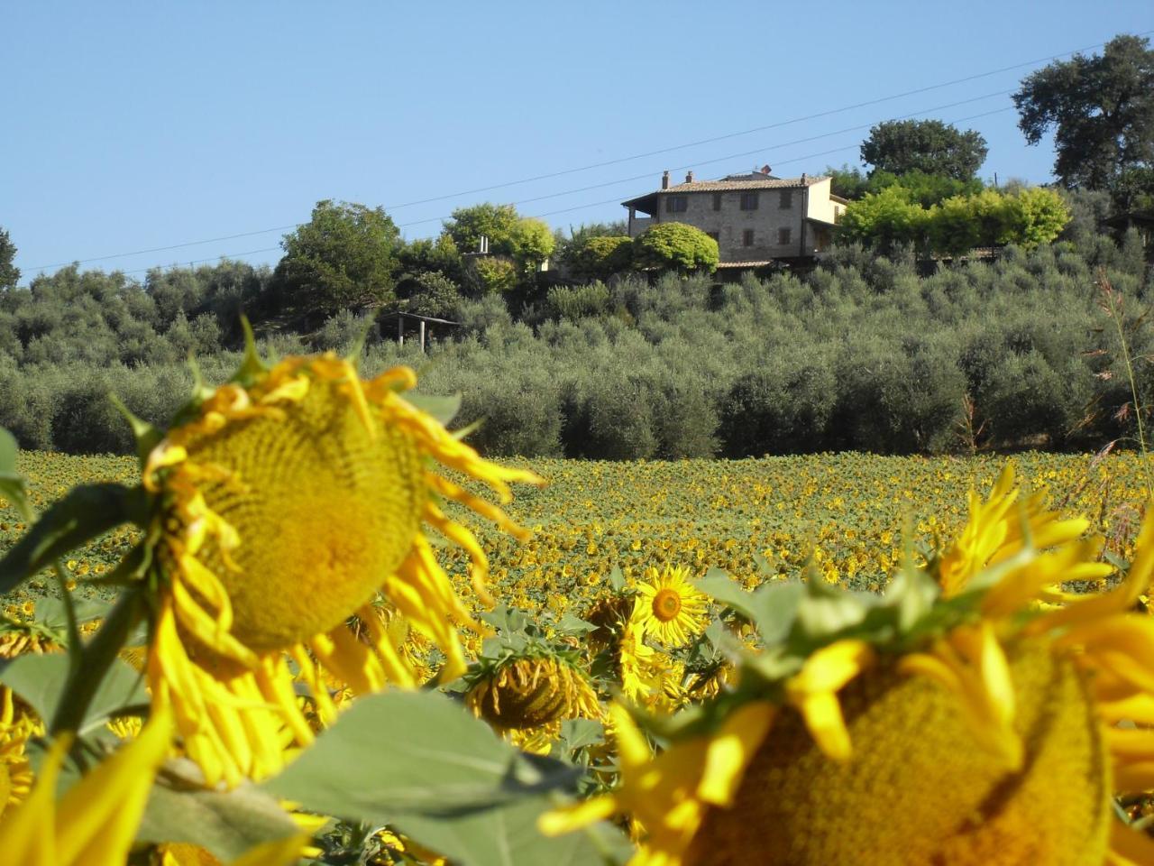 Agriturismo Oliveto Di Geltrude Contessa อเมเลีย ภายนอก รูปภาพ